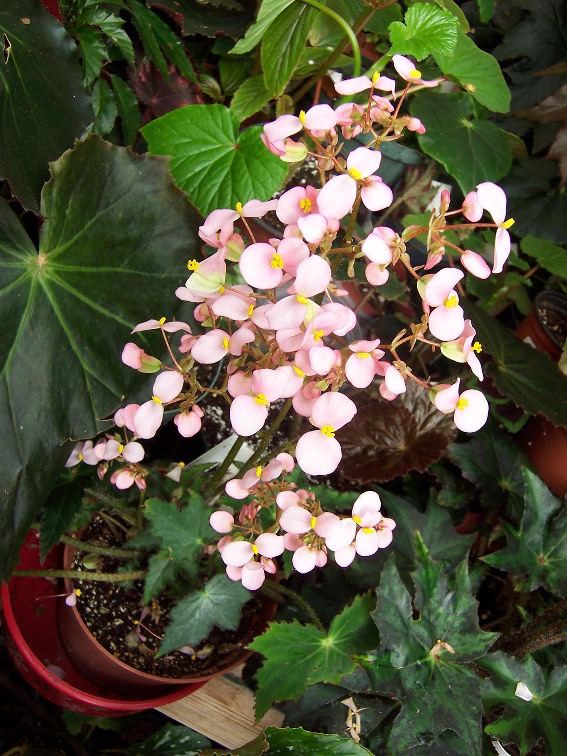 B. ‘Sea Mystery’